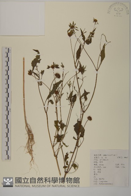 狼把草藏品圖，第1張