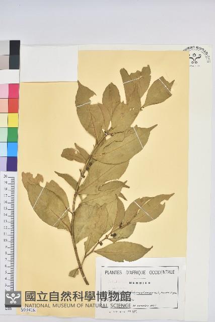 登錄號:S093818藏品圖，第1張