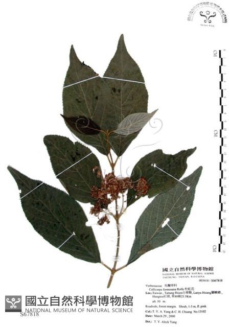 杜虹花，台灣紫珠藏品圖，第1張