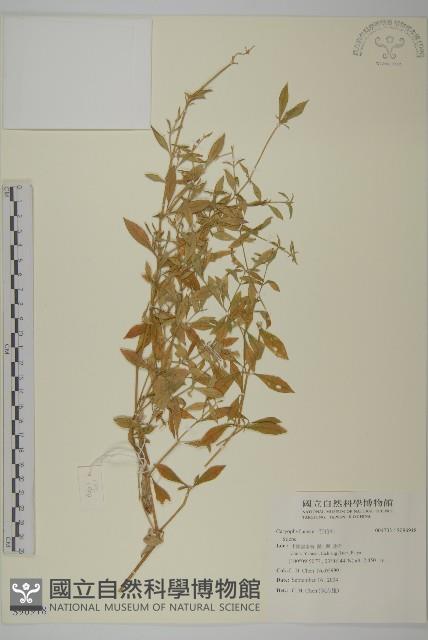 登錄號:S096918藏品圖，第1張