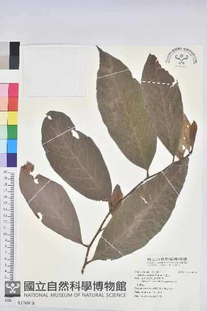 刺杜密藏品圖，第1張