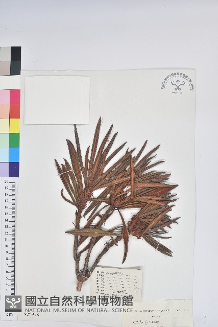 卷葉杜鵑藏品圖，第1張