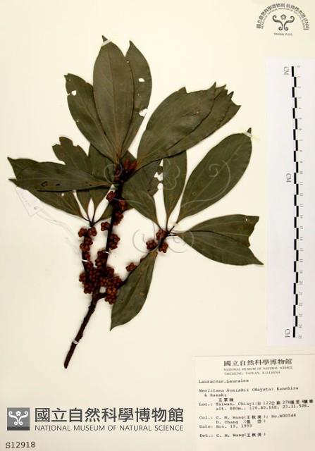 五掌楠藏品圖，第1張