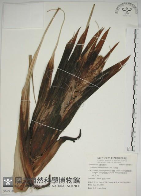 露兜樹、林投藏品圖，第1張