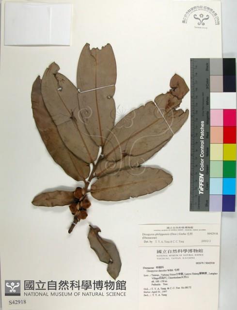 毛柿藏品圖，第1張