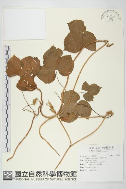 碗仔花藏品圖，第1張