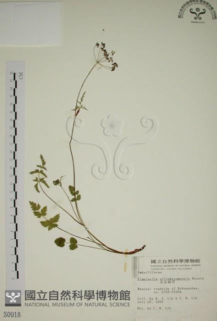 玉山茴香藏品圖，第1張