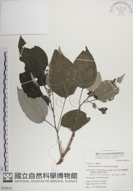 落尾麻藏品圖，第1張