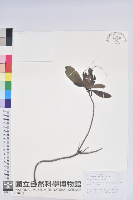 羊躑躅藏品圖，第1張