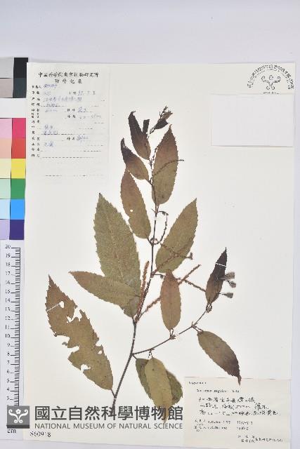 茅栗藏品圖，第1張