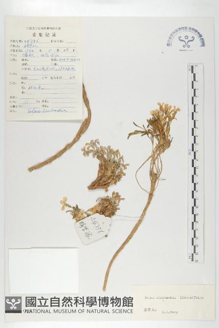 線葉萊菔藏品圖，第1張