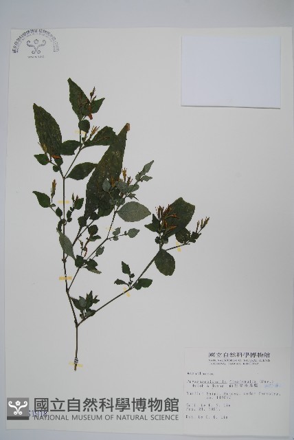 曲莖馬藍藏品圖，第1張