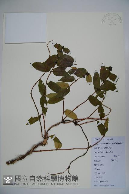 忍冬、金銀花藏品圖，第1張