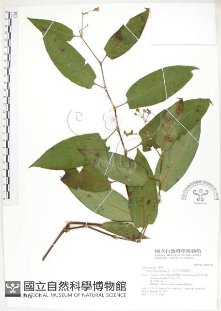 火炭母草、清飯藤藏品圖，第1張