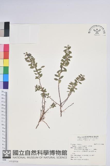 高山白珠樹藏品圖，第1張