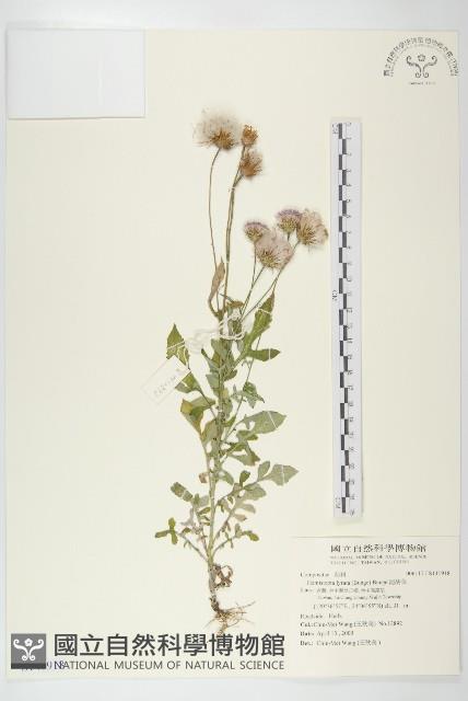 泥胡菜藏品圖，第1張