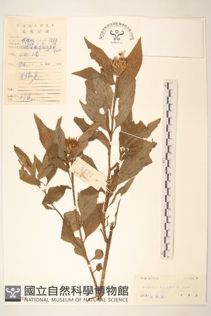 華麻花頭藏品圖，第1張