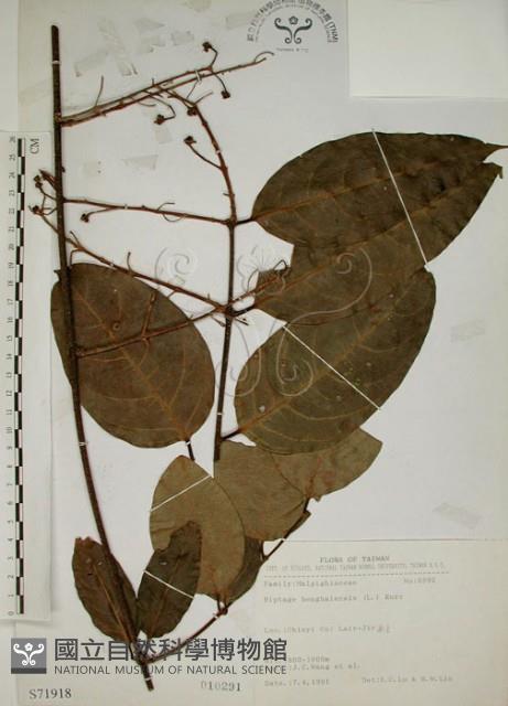 猿尾藤藏品圖，第1張