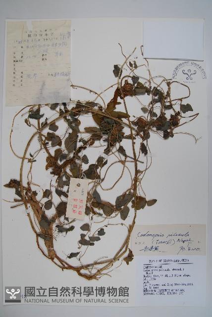 台參藏品圖，第1張