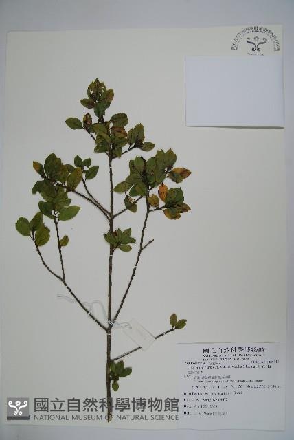 雲南冬青藏品圖，第1張