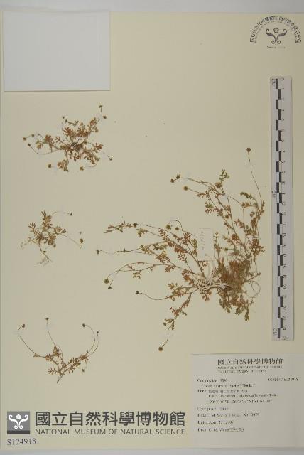 南方山芫荽藏品圖，第1張