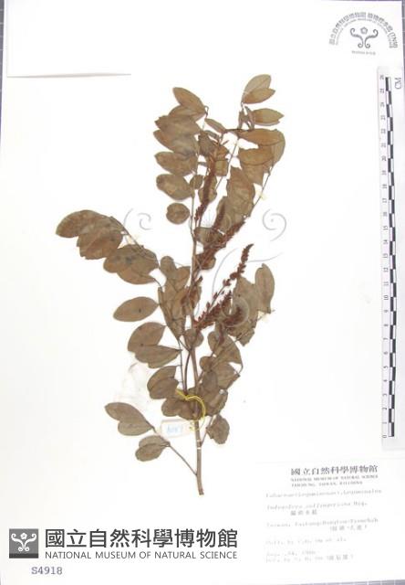 尖葉木藍藏品圖，第1張