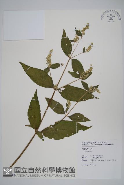 登錄號:S114918藏品圖，第1張