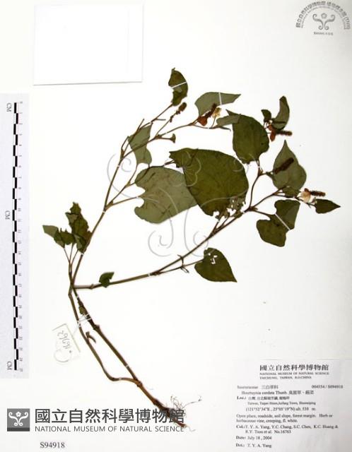 臭腥草、蕺菜藏品圖，第1張