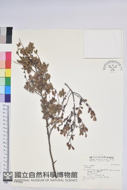 登錄號:S034918藏品圖，第1張