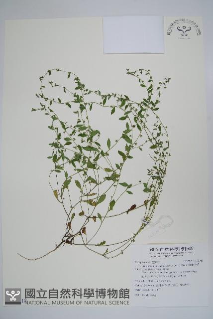 細纍子草藏品圖，第1張