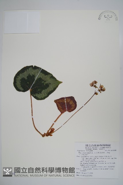 一口血秋海棠藏品圖，第1張