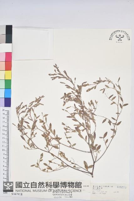 假葉下珠藏品圖，第1張