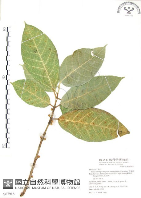 對葉榕藏品圖，第1張