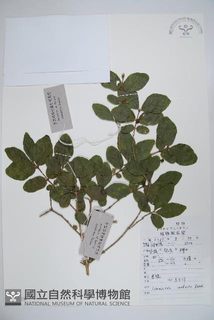 下江忍冬藏品圖，第1張