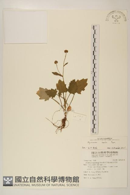 矮菊藏品圖，第1張