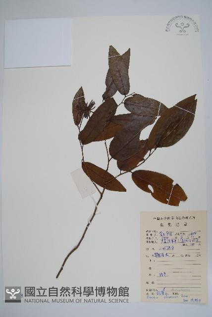 假鷹爪藏品圖，第1張