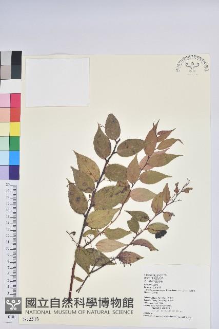 白珠樹藏品圖，第1張