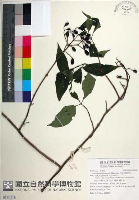 台北玉葉金花藏品圖，第1張