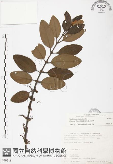 杜鵑桑寄生藏品圖，第1張