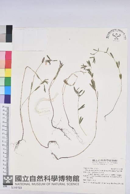 華南大戟藏品圖，第1張