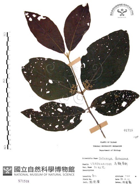 杜虹花，台灣紫珠藏品圖，第1張