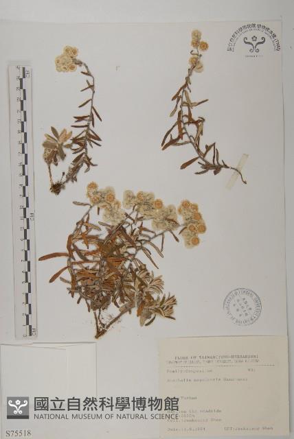 尼泊爾籟簫藏品圖，第1張