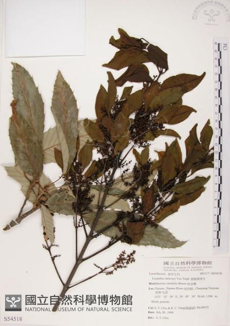 椆樹桑寄生, 大葉榿寄生藏品圖，第1張