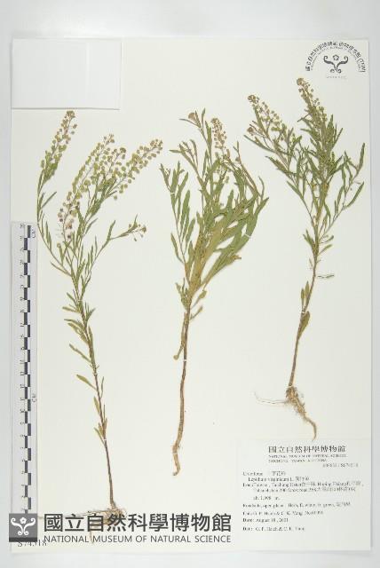 獨行菜藏品圖，第1張