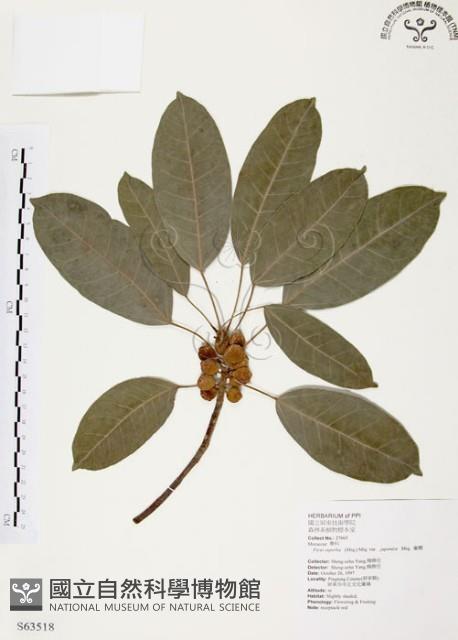 雀榕藏品圖，第1張