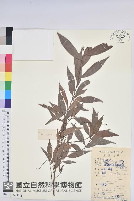 日本五月茶、南投五月茶藏品圖，第1張