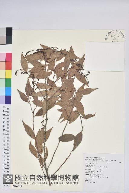 巒大越橘藏品圖，第1張