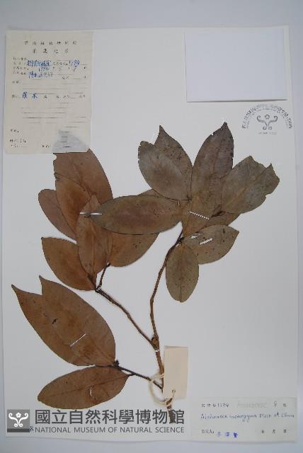 藤春藏品圖，第1張