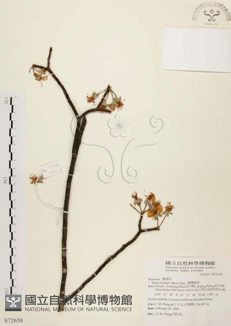 臺灣蘋果藏品圖，第1張