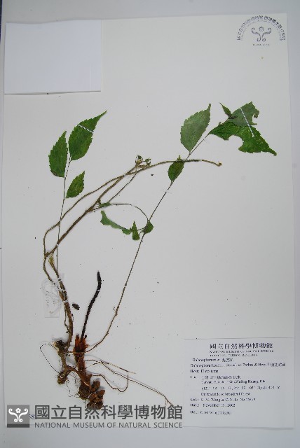 穗花蛇菰藏品圖，第1張